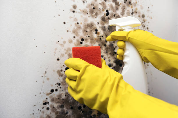 Best Black Mold Removal  in Dania Beach, FL