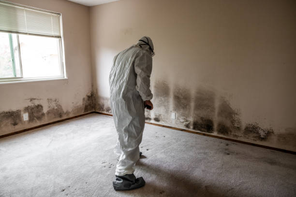 Best Crawl Space Mold Removal  in Dania Beach, FL